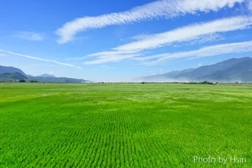 【台東】自行車探遊池上大波池、伯朗大道看那綠油油的波浪海