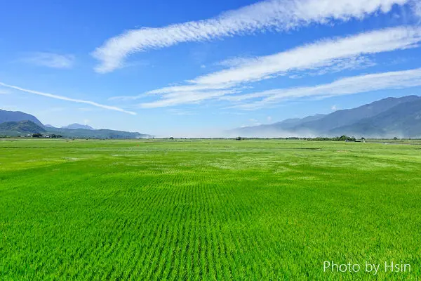 【台東】自行車探遊池上大波池、伯朗大道看那綠油油的波浪海