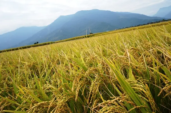 [台東池上] 金黃稻米豐收之伯朗大道              