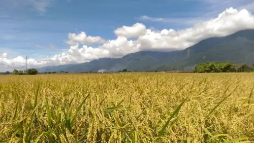 伯朗大道：夢幻金黃稻田+人氣金城武樹(台東)