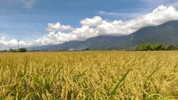 伯朗大道：夢幻金黃稻田+人氣金城武樹(台東)