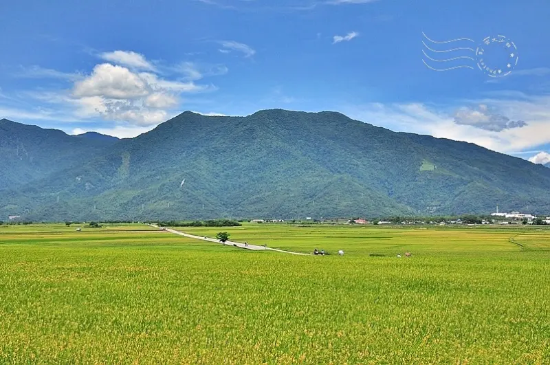 喜逢稻穗金黃時，台東池上伯朗大道