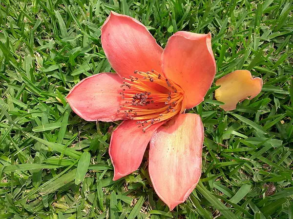 【新竹美食遊玩】木棉花開(清華大學)-學子們又要為畢業而開始努力了~(還有週邊美食整理啊)--踢小米遊記