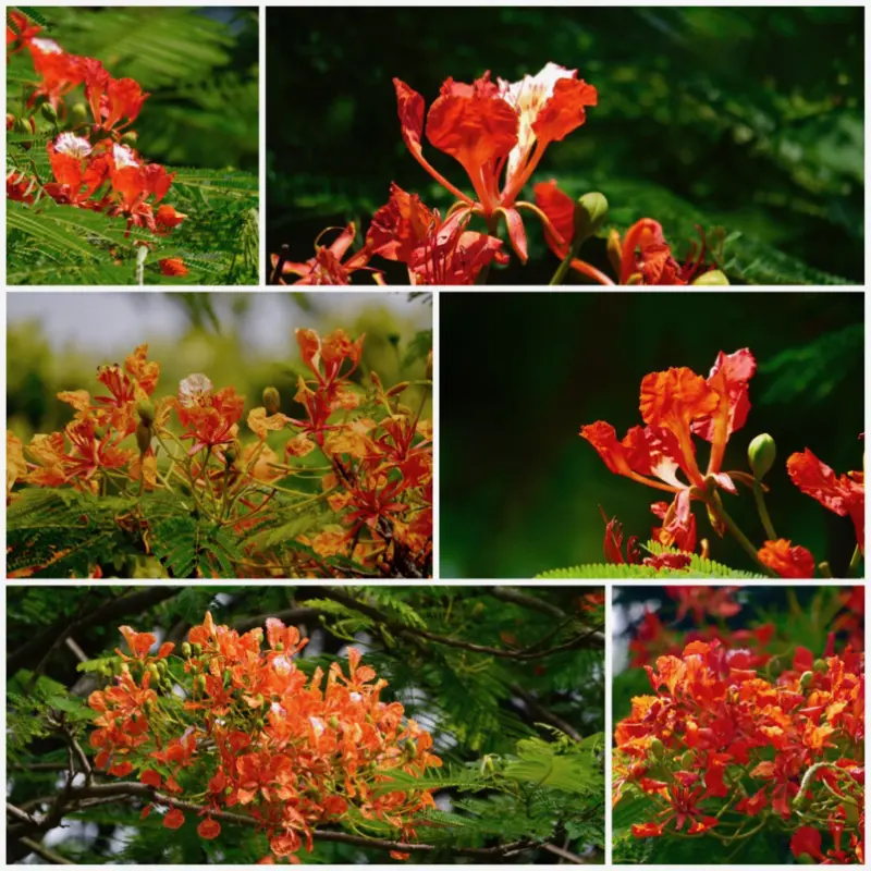 清華大學新竹校區一日遊：觀賞鳳凰花開、吃吃校園周邊來自中國西安美食大鼓肉夾饃