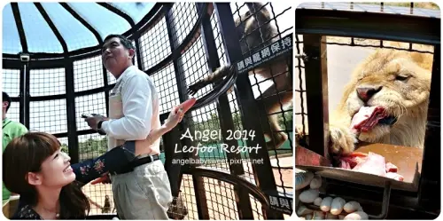 「新竹」關西六福莊生態渡假旅館猛獸籠車體驗，餵獅子?!給獅子餵?!傻傻分不清楚！ (影片)