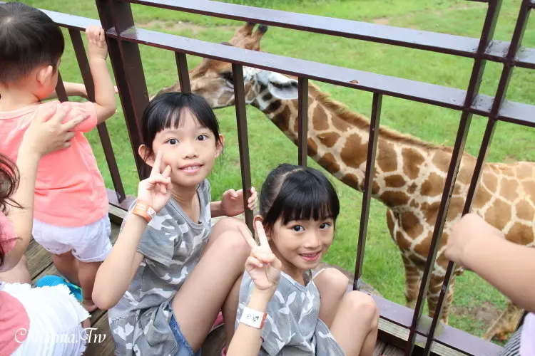 新竹住宿│親子飯店_跟動物們住在一起！【關西六福莊】動物就在你身邊！不用出國也能感受大自然～起床就能和可愛的動物們道早安！草原歷險／狐猴、象龜互動體驗