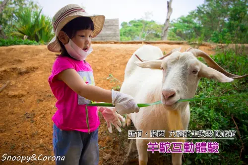 【玩樂．新竹】六福莊生態渡假旅館～羊駝互動體驗，近距離與羊咩咩和羊駝餵食互動