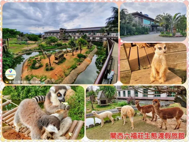[住]新竹 跟動物親密互動體驗~可愛狐猴 狐蒙等動物等您到來 關西六福莊生態渡假村