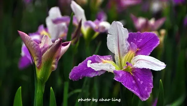 【三芝 /  賞花】番婆林休閒農場。田園版的鳶尾花園