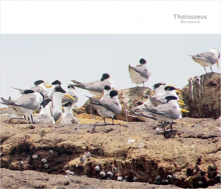 【馬祖】鐵尖島│搭乘梅花公主號探訪神話之鳥黑嘴端鳳頭燕鷗
