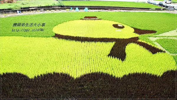 【苗栗/苑裡】黃色小鴨，游到綠油油的稻田裡♪♪藺草文化館♪♪ 