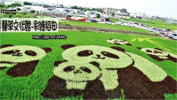 【苗栗/苑裡】親子同遊～超可愛的熊貓家族，稻田彩繪與你見面♪♪藺草文化館♪♪ 