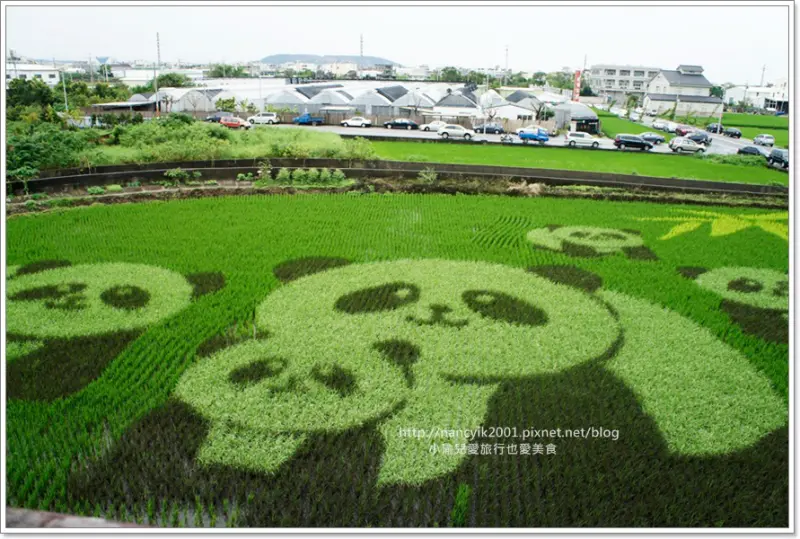 【苗栗】苑裡︱藺草文化館︱2015稻田彩繪︱苑裡一日遊
