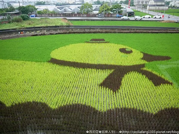 【苗栗。苑裡鎮】沒騙你~這不是在國外，稻田真的可以彩繪唷？黃色小鴨重出江湖~藺草文化館