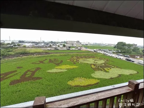 苗栗苑裡•遊記‖2016苑裡稻田彩繪-主題Q版媽祖~眾神護台灣 慈祥笑容「Q版媽祖保佑你」漸成形 插秧滿月吸睛!!!(彩繪稻狀4/30)