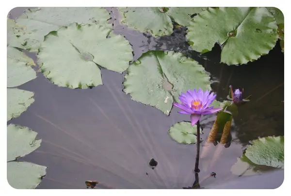 【食】花蓮 葛莉絲莊園 早餐-2013.06