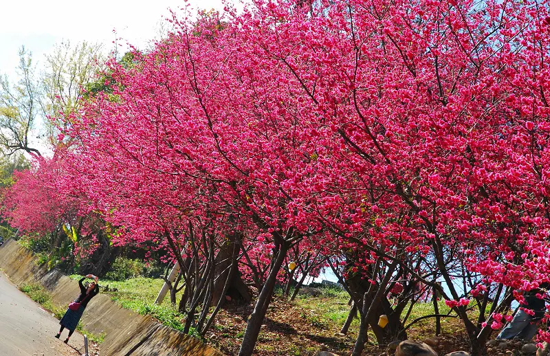 櫻花戀*新社櫻花季(櫻木花道)