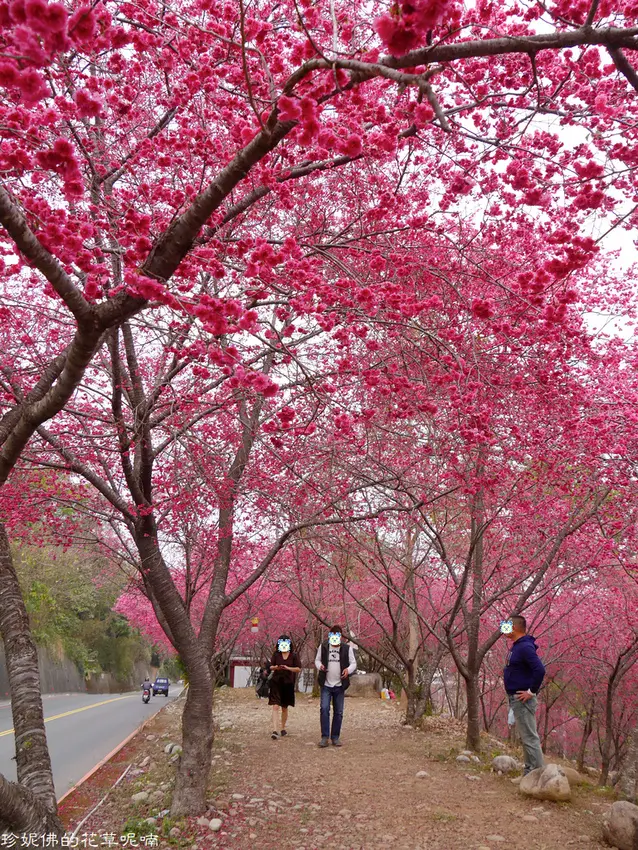 【台中-新社區】2021新社大南坡櫻花林賞櫻｜中和街三段斜坡