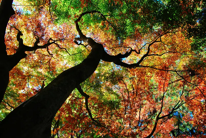 秋の繽紛圓舞曲*台中.福壽山農場(楓葉季空拍篇)