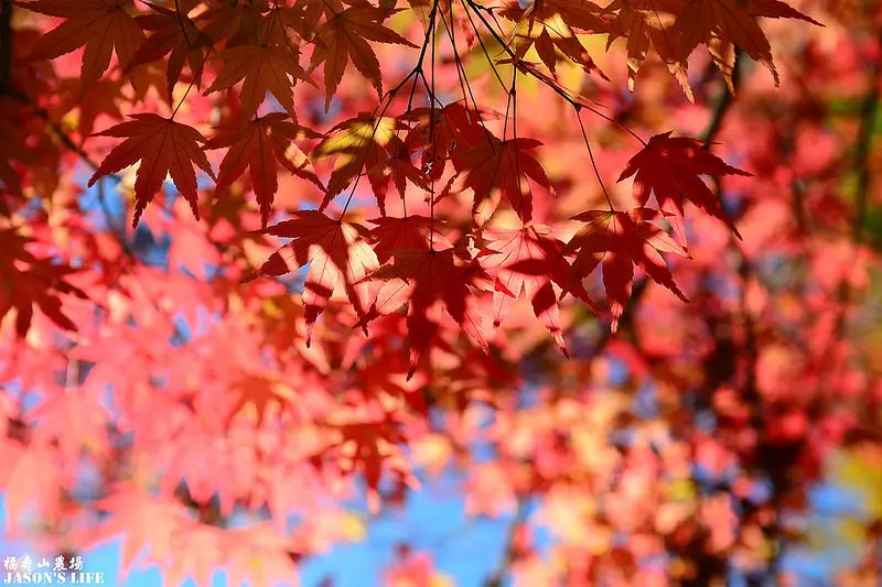 【台中│景點】每年賞楓聖地,同場加映另外一片楓樹美景。福壽山農場(104.11.15楓況)