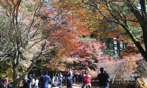 【台中】福壽山農場(上)~楓紅了，熱血行