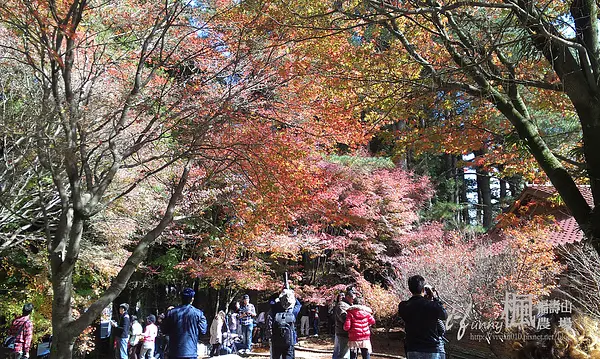 【台中】福壽山農場(上)~楓紅了,熱血行