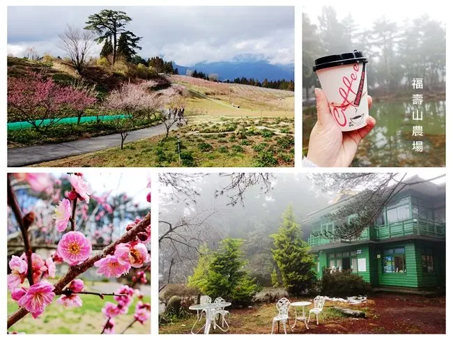 台中和平/梨山景點 ▶ 福壽山農場 ▶天池賞景喝咖啡、福壽山農場午餐、鴛鴦湖賞櫻花 #武陵農場順遊景點 #福壽山農場一日遊