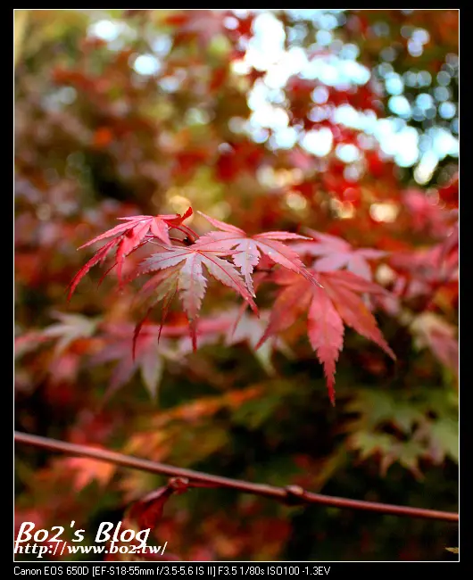 台中.和平-2013福壽山松盧的楓紅10/25實況(30%楓紅)