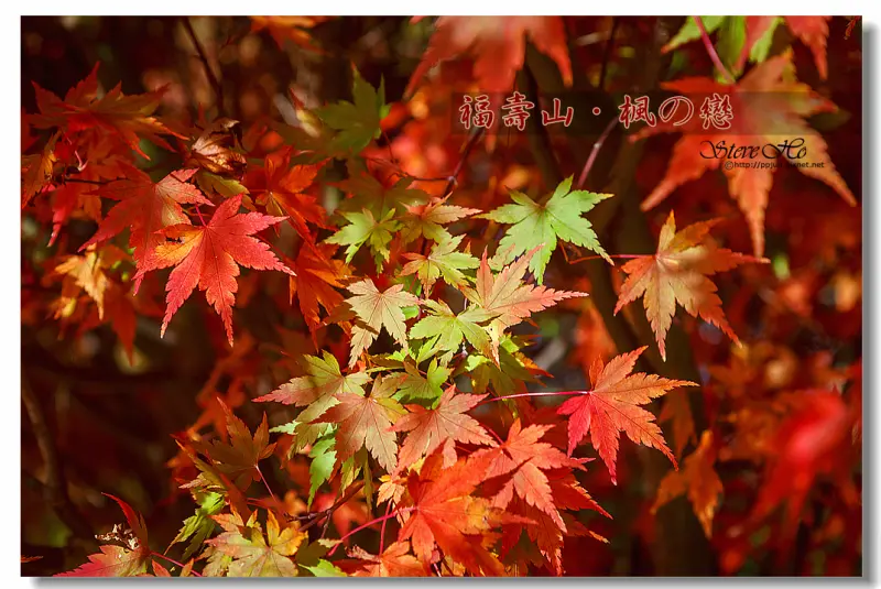 [台中] 福壽山。楓の戀