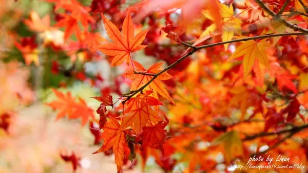 台中,和平。福壽山農場,遇見晚秋的一抹嫣紅。上集。