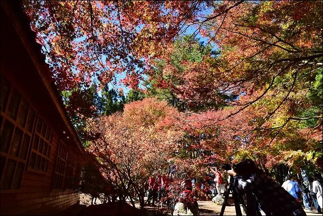 《魔鬼甄花瘋玩台灣》福壽山農場松廬~透早的台灣高山紅葉菜市場.本周正式進入楓紅最美的時期!(2015/11/23今日楓況!)