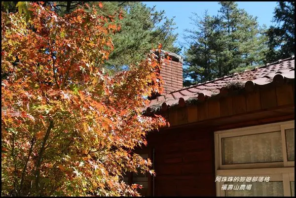 福壽山農場秋意濃