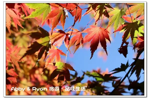【台中景點】福壽山農場~松廬楓紅.美到爆炸的楓.紅了~整片綠色 黃色 紅色交織的美景.讓人沉醉不已《最佳賞楓期間~十一月初至十一月中》