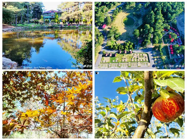 【台中。和平】秋遊福壽山農場。台灣最有靈氣的達觀亭天池。露營區蘋果屋。蘋果王。鴛鴦湖楓葉