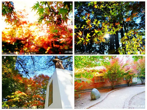 【台中。和平】福壽山松廬楓紅。楓林繽紛。黃、綠、紅交織的甜美層次。同場加映夜晚版松廬楓紅