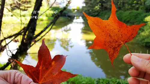 [台中⊙和平]福壽山農場。楓華齊盛。盡在松盧&鴛鴦湖