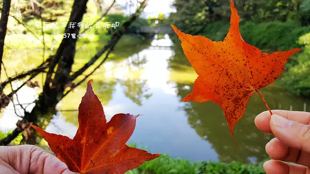 [台中⊙和平]福壽山農場。楓華齊盛。盡在松盧&鴛鴦湖