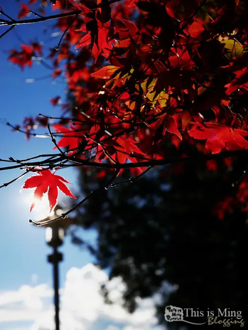 【台中和平│遊記】2016福壽山農場賞楓趣～天藍與楓紅