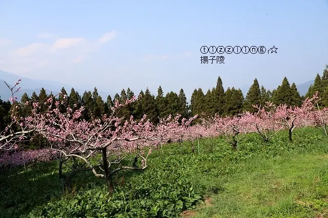 遠在遙遠的山那一邊,2019福壽山桃花開,梨花美~~