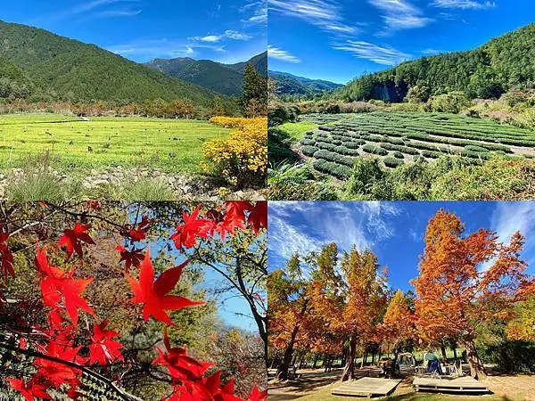 [台中旅遊景點] 秋冬【梨山福壽山農場+武陵農場+武陵富野渡假村】兩天一夜楓葉/落雨松/猴子吃油菜花 行程住宿懶人包 @蛋寶趴趴go