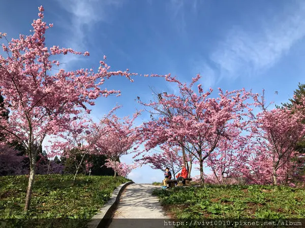 圓圓家出去玩-《台中景點》高山櫻花風吹雪,浪漫粉紅《千櫻園》追櫻花不用去日本,福壽山農場櫻花滿開囉