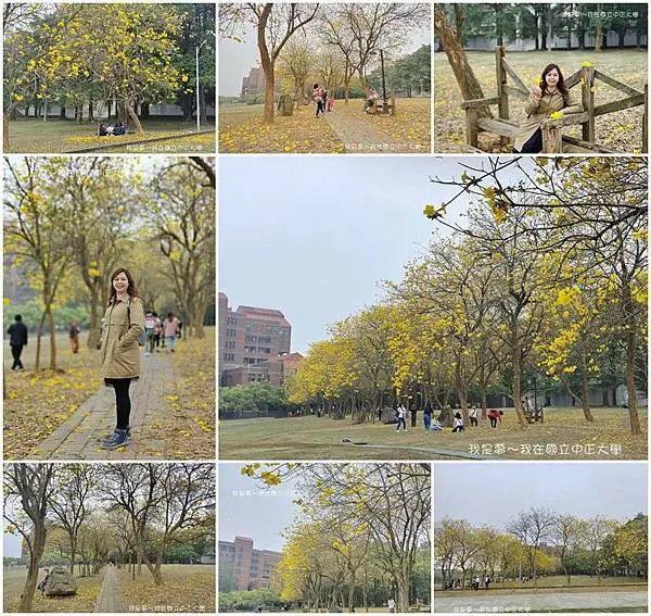『嘉義。國立中正大學』～黃花風鈴木／超大校園／夢幻場景