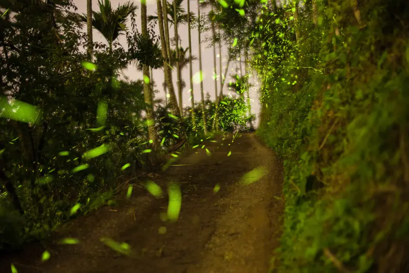 |遊|台南梅嶺 2014 螢光 