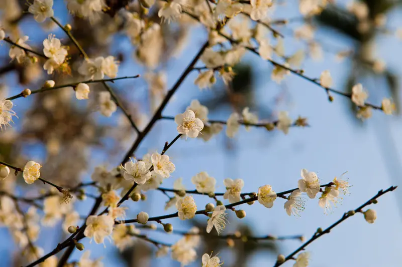 |遊|台南梅嶺 梅嶺寒梅 