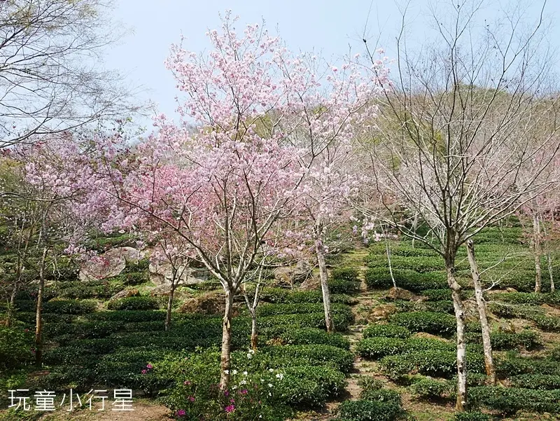 台南步道推薦：梅嶺風景區 / WalkerLand窩客島整理提供 未經許可不可轉載