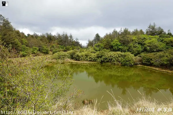 【台中。和平】小雪山天池步道。大雪山國家森林遊樂區