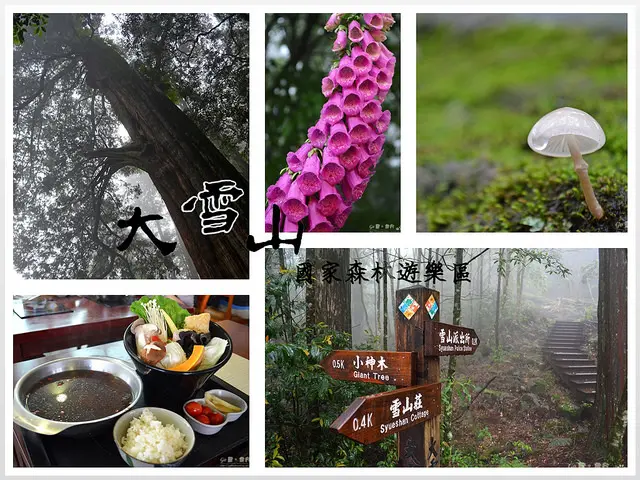 【台中。遊記】避暑森林浴賞神木。霧靄氤氳似幻境 ─ 大雪山國家森林遊樂區(小神木步道)