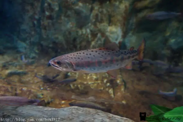 【台中。和平】台灣櫻花鉤吻鮭生態中心（鮭魚館）。七家灣溪。鮭魚的家。武陵農場觀魚台
