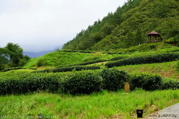 【台中。和平】武陵農場兆豐橋。觀月亭。茶園步道。農莊文物館