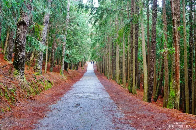 ［武陵農場］邂逅一場紫色風暴　走一段仙境般的桃山步道　雄獅旅遊帶我遊 - 安妮的天空